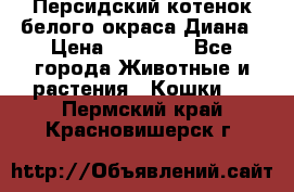 Персидский котенок белого окраса Диана › Цена ­ 40 000 - Все города Животные и растения » Кошки   . Пермский край,Красновишерск г.